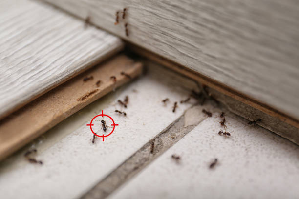 Professional Pest Control in Walterboro, SC