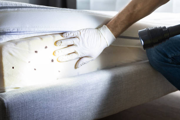 Best Flea Control Services  in Walterboro, SC